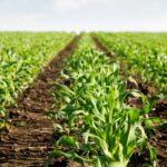 Consejo Nacional Agropecuario