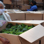 chinamperos xochimilco