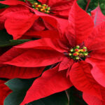 flor-de-noche-buena-endemica-mexicofondo