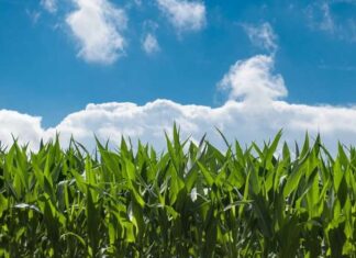 Enfoque de agricultura regenerativa en sus procesos de producción | PepsiCo