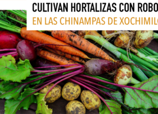 CULTIVAN HORTALIZAS CON ROBOTS EN LAS CHINAMPAS DE XOCHIMILCO | AMR