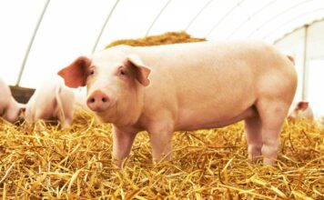 Carne de cerdo, una oportunidad de crecimiento en México