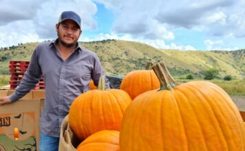 Calabazas de Halloween, de Santa Cruz Sonora para EU