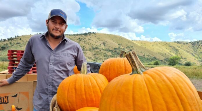 Calabazas de Halloween, de Santa Cruz Sonora para EU
