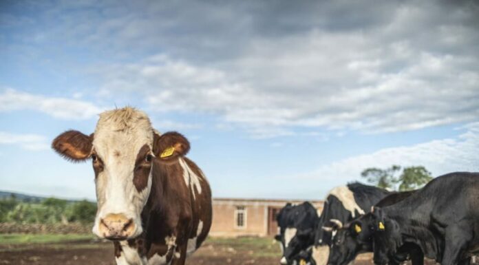 Danone México apoya a pequeños productores mexicanos de leche
