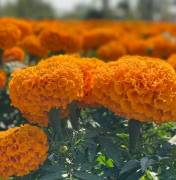 Arranca venta de 2.8millones de flores de cempasúchil en Xochimilco por Día de Muertos