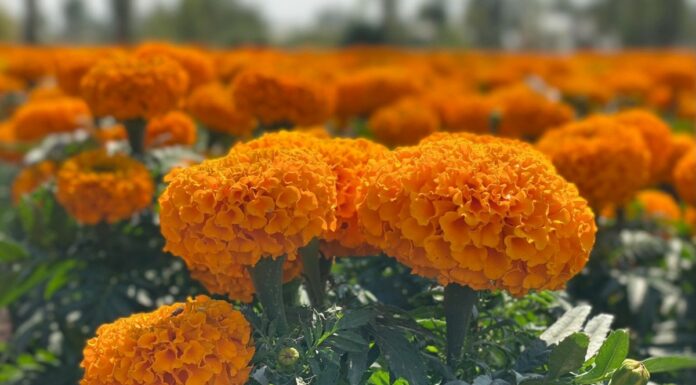 Arranca venta de 2.8millones de flores de cempasúchil en Xochimilco por Día de Muertos
