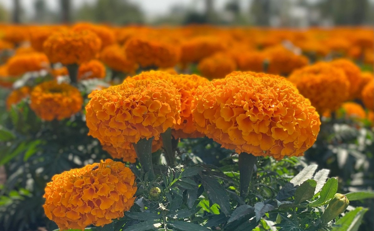 Arranca venta de  de flores de cempasúchil en Xochimilco por Día  de Muertos – Voz de las Empresas