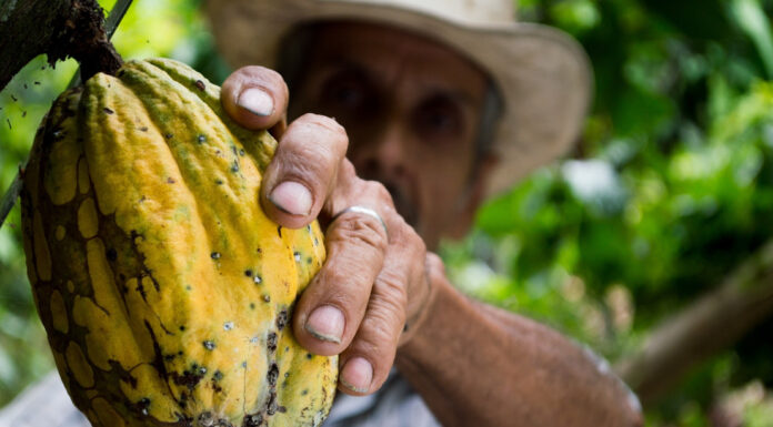 Sector cacaotero, una oportunidad de agroemprendimiento para el campo mexicano