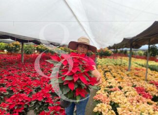 Atlacomulco, el principal productor de Flor de Nochebuena en el Edomex