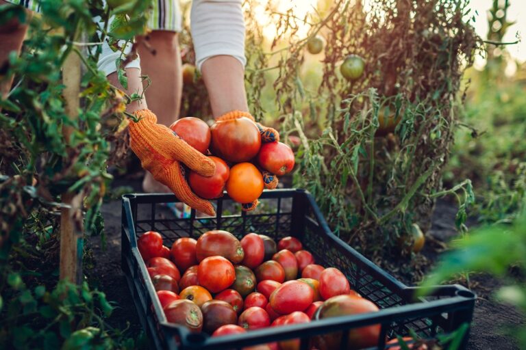 La agricultura: el motor de nuestra economía
