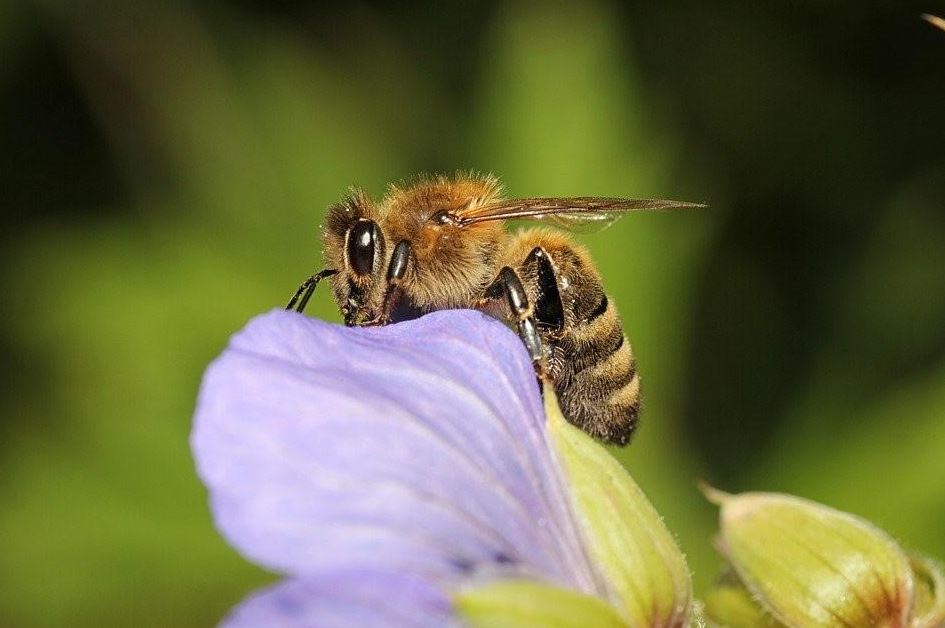 - Las abejas y otros polinizadores son indispensables para tres cuartas partes de los cultivos y sin ellos, la productividad de los agricultores en México y el mundo se vería seriamente afectada.
