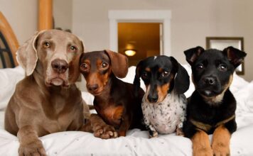 El negocio de las mascotas saca la garra en el e-commerce