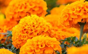 Productores de flor de cempasúchil listos para el Día de Muertos