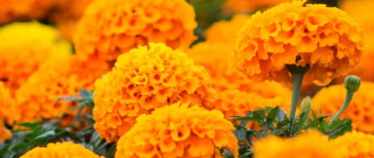 Productores de flor de cempasúchil listos para el Día de Muertos