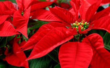 Derrama económica de 500 mdp por el Día Nacional de la Flor de Nochebuena