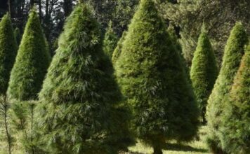 Productores de árboles navideños esperan aumentar ventas este año