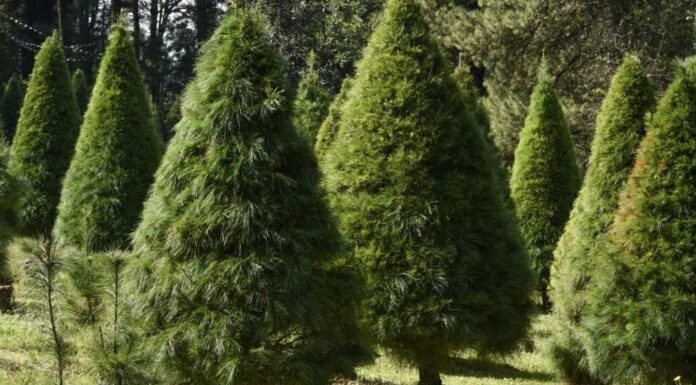 Productores de árboles navideños esperan aumentar ventas este año