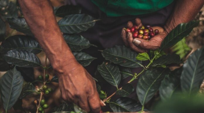 Conoce el Caso Toks: un Proyecto Productivo