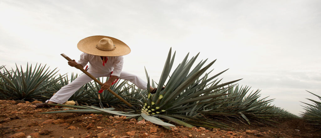 Producción Sostenible de Tequila en Jalisco 