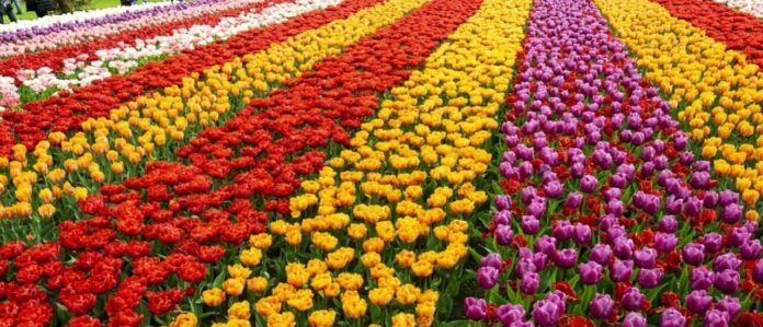 producción de flores