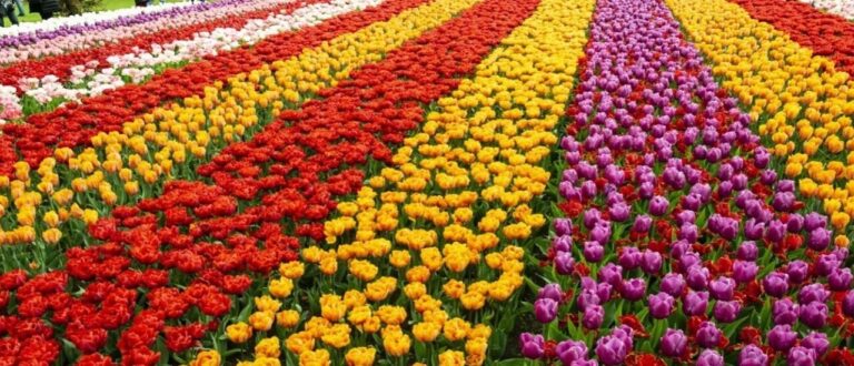 El regalo perfecto para el Día del Amor y la Amistad ¡son flores y plantas!