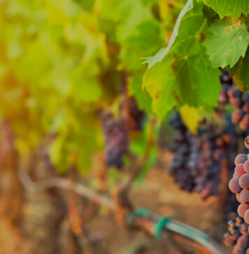 La industria del vino es un gran motor de la economía mexicana