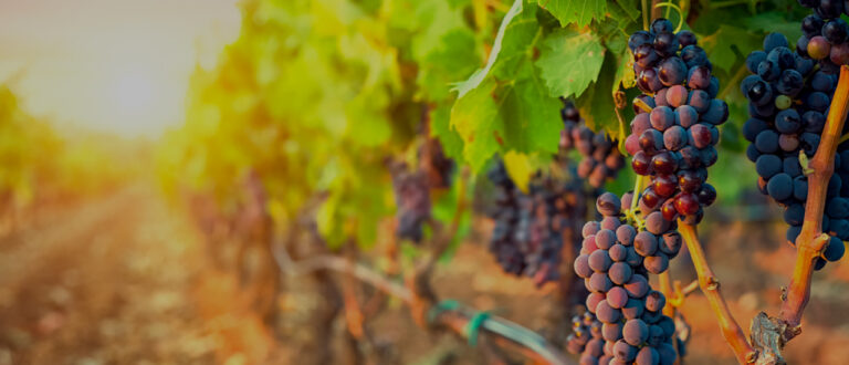 La industria del vino es un gran motor de la economía mexicana