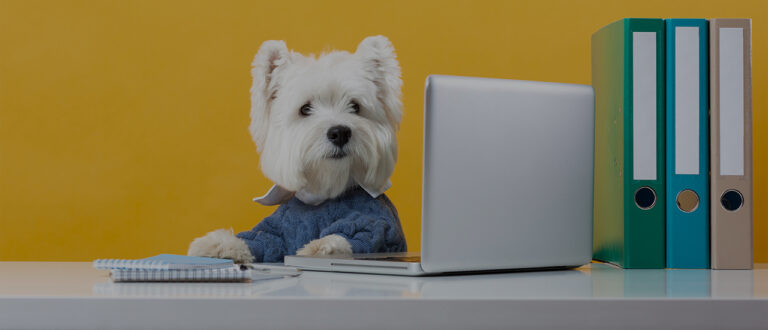 Se lanza propuesta para poder llevar a los perritos al trabajo