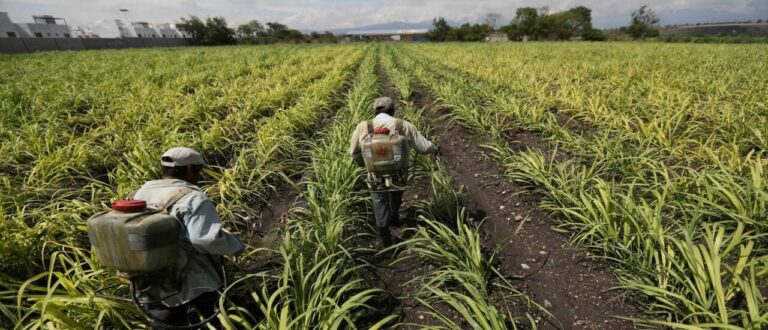 La Industria Azucarera Mexicana Bate Récords de Exportación e Impulsa el Desarrollo Rural