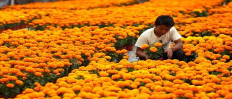 Flor de cempasúchil motor económico para productores poblanos en día de muertos