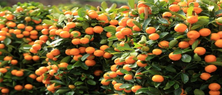 De China a México el encanto navideño de la Mandarina en diciembre