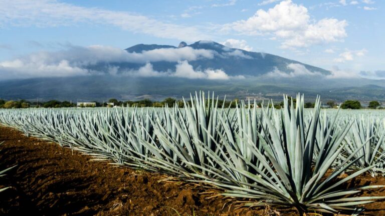 Tequila, detonante económico y financiero