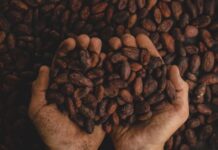 Día Mundial del Cacao: una industria que impulsa el empleo y el desarrollo en México