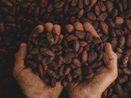 Día Mundial del Cacao: una industria que impulsa el empleo y el desarrollo en México