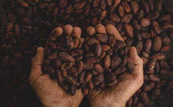 Día Mundial del Cacao: una industria que impulsa el empleo y el desarrollo en México