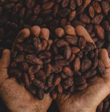 Día Mundial del Cacao: una industria que impulsa el empleo y el desarrollo en México