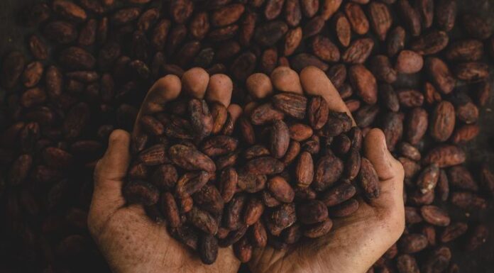 Día Mundial del Cacao: una industria que impulsa el empleo y el desarrollo en México