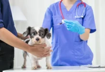 Tener una mascota también es un compromiso financiero y de bienestar