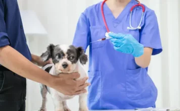 Tener una mascota también es un compromiso financiero y de bienestar