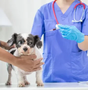 Tener una mascota también es un compromiso financiero y de bienestar