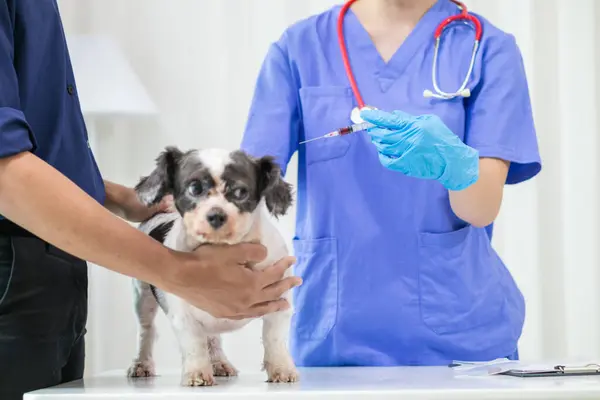 stock-photo-veterinarians-perform-annual-health-examinations-dogs-animal-hospital-vaccinate-them