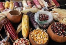 🌽 El trabajo detrás del maíz: más de 1.5 millones de personas participan en su cultivo