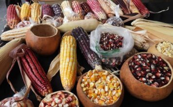 🌽 El trabajo detrás del maíz: más de 1.5 millones de personas participan en su cultivo