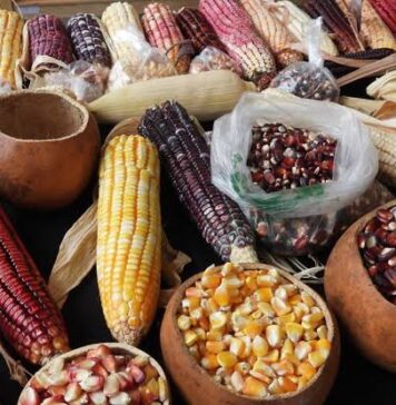 🌽 El trabajo detrás del maíz: más de 1.5 millones de personas participan en su cultivo