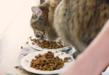 Detrás de cada alimento para gato existe una industria que mueve millones